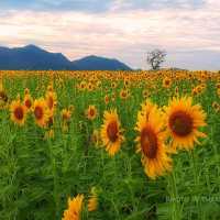 ทุ่งทานตะวัน​บานอลังการ