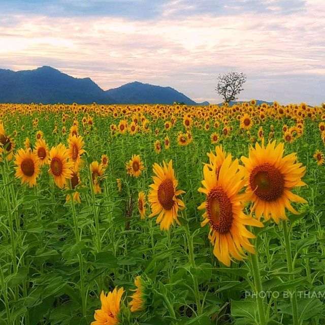ทุ่งทานตะวัน​บานอลังการ