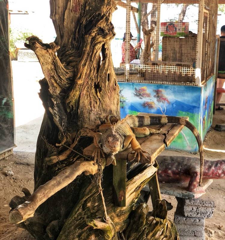 海龜島用戶評價