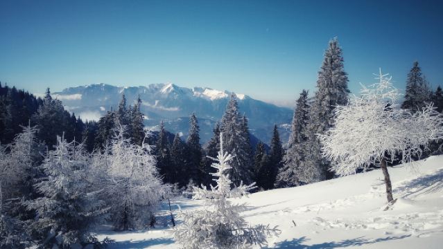 青城山+臥龍中華大熊貓苑神樹坪基地一日遊【包車遊&上門接駁】