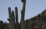 Desert Botanical Garden