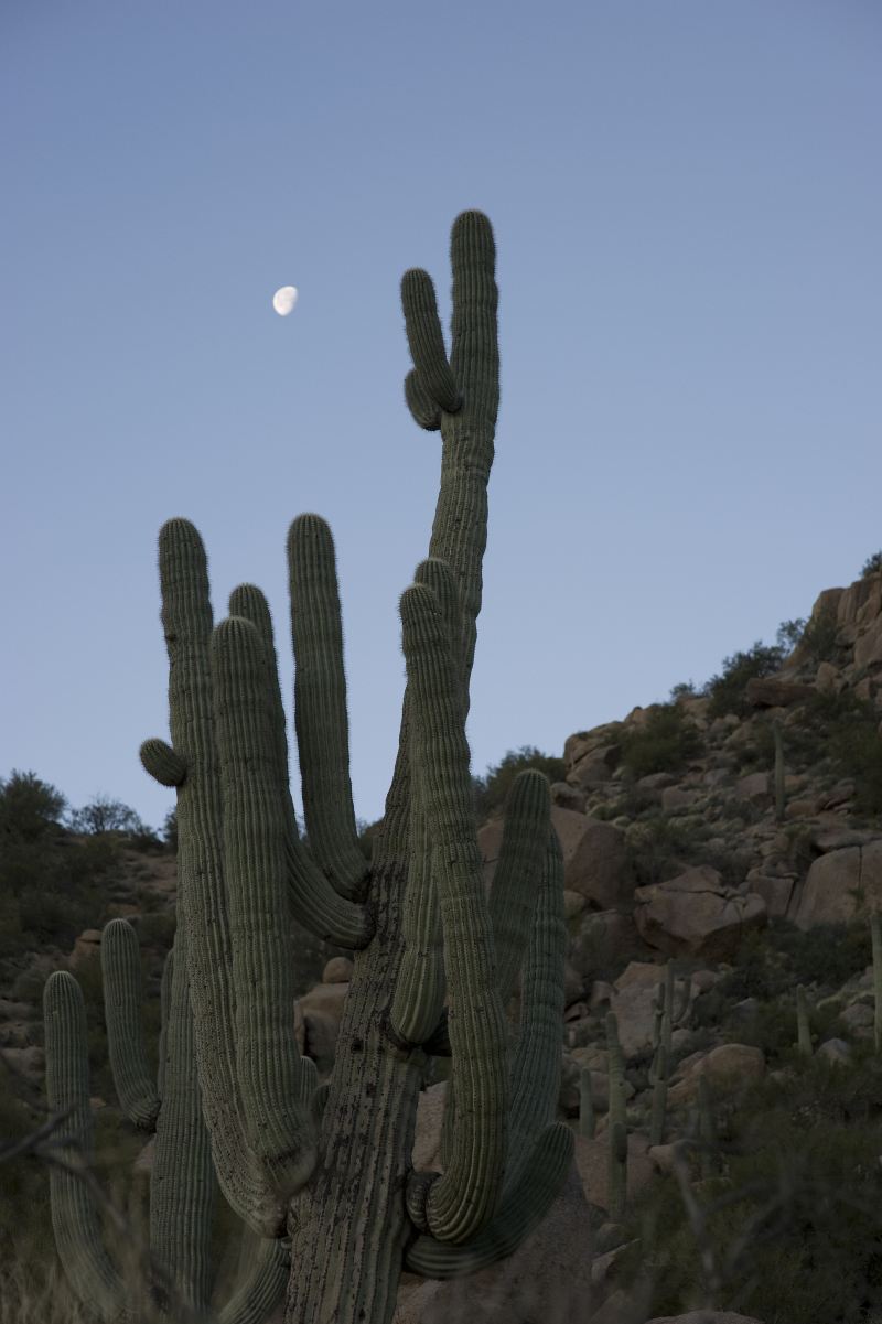 Desert Botanical Garden