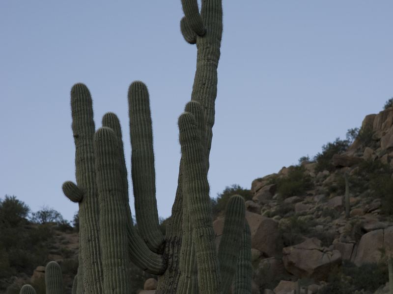 Desert Botanical Garden