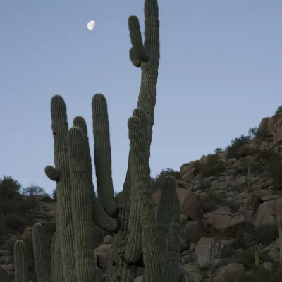 Апартаменты в г. Финикс