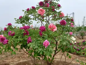 Heze Peony Park