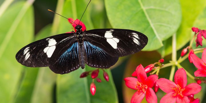 The Key West Butterfly and Nature Conservatory