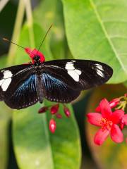 The Key West Butterfly and Nature Conservatory