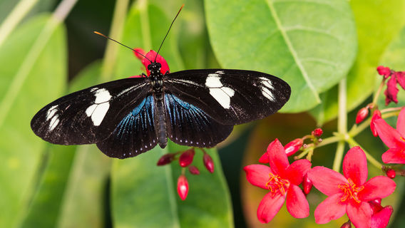 The Key West Butterfly and Nature Conservatory