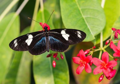 The Key West Butterfly and Nature Conservatory