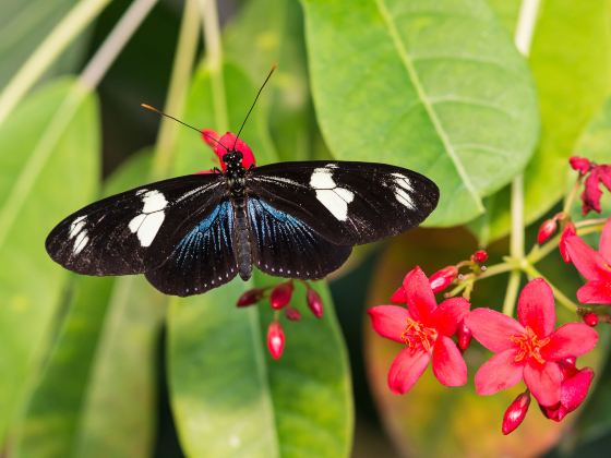 The Key West Butterfly and Nature Conservatory