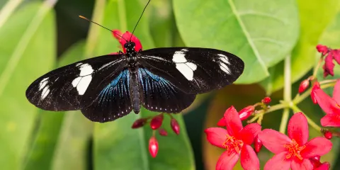 基韋斯特蝴蝶自然溫室