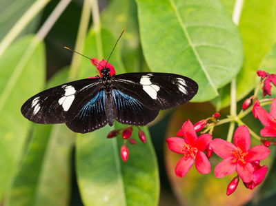 The Key West Butterfly and Nature Conservatory