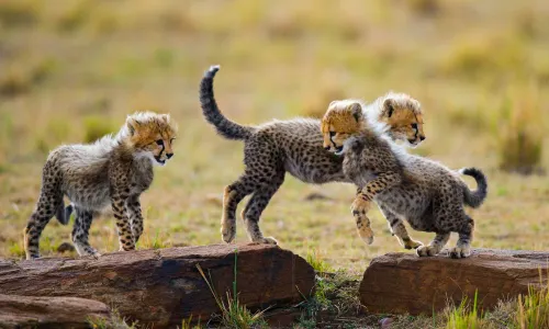 Etosha National Park