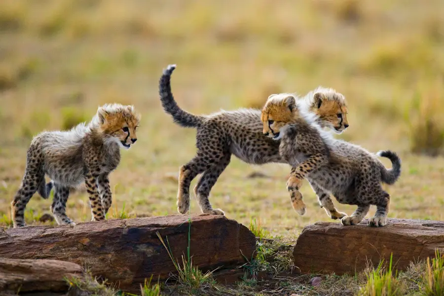 Etosha National Park