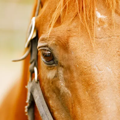 Thoroughbred Park โรงแรมใกล้เคียง