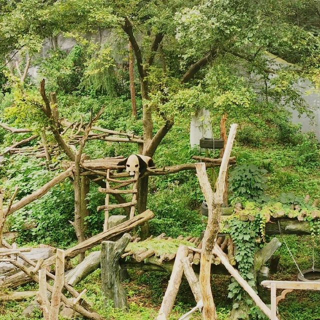 Animal Park 
