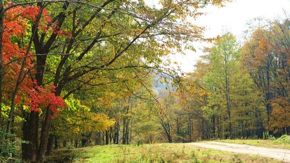Jiapigou Forest Farm