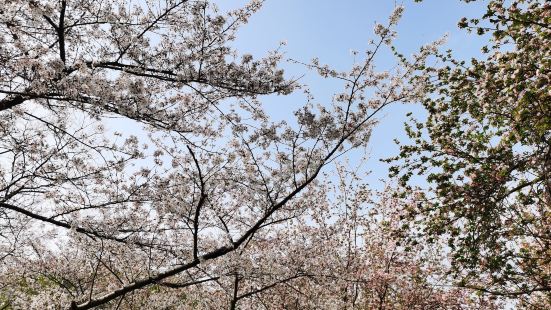 在河南省省会郑州有哪个地方是春天一定要到来打卡的地方呢，在3