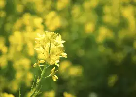 Zhangbaidao Forest Park