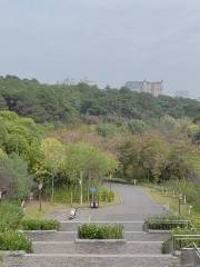 난닝 스먼 삼림공원 벚꽃 테마파크