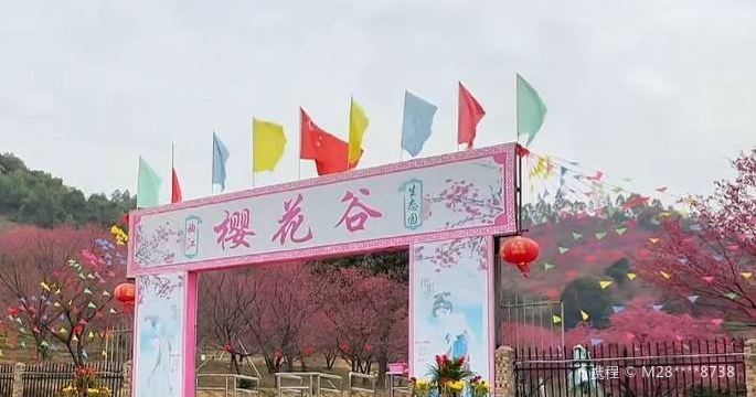 Sakura Valley