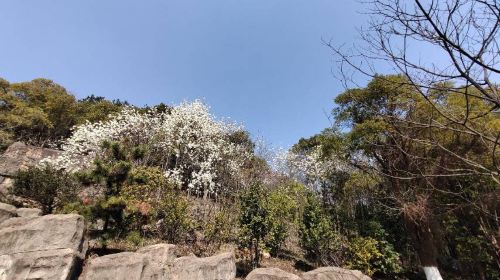 景德鎮植物園