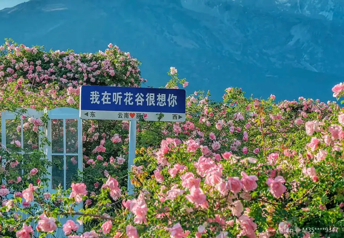 2_Tinghua Valley - Lijiang Flowers Garden