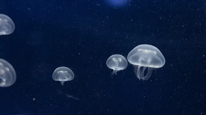 5_SEA LIFE Melbourne Aquarium