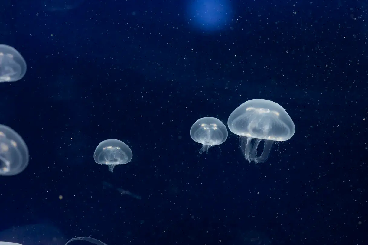 5_墨爾本水族館