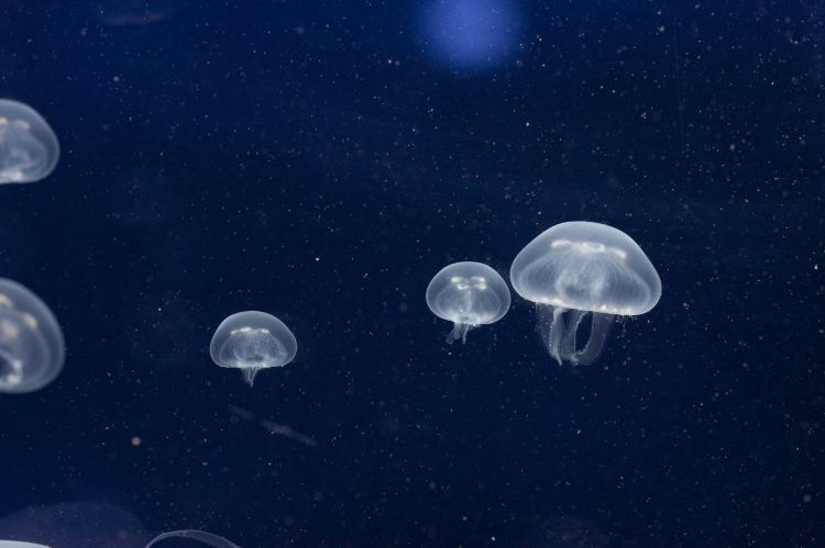 SEA LIFE Melbourne Aquarium