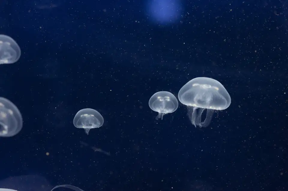 5_SEA LIFE Melbourne Aquarium