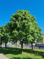 Chestnut Alley