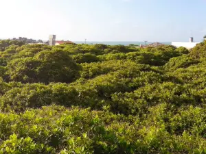 Cajueiro de Pirangi