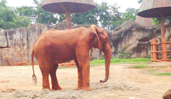 zoo di Nakhon Ratchasima