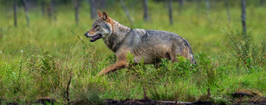 New Sweden Wildlife Management Area