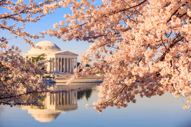 全米桜祭り／ぜんべいさくらまつり | タイダル・ベースン