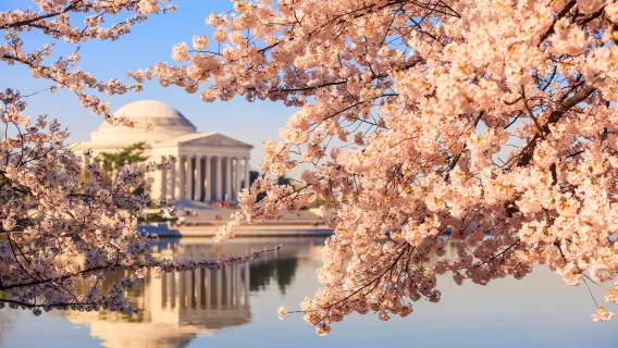 National Cherry Blossom Festival