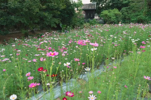 Shenzhen Appreciation Mulberry Flower