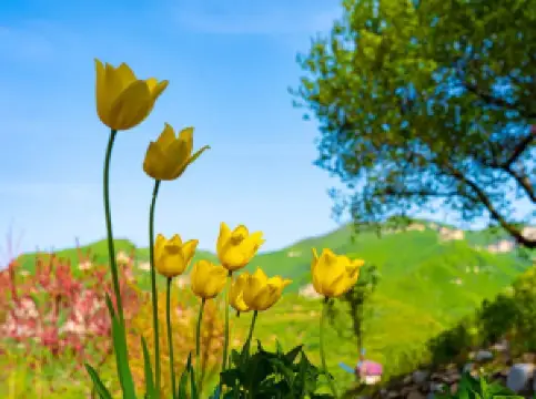 Mount Yun Scenic Area