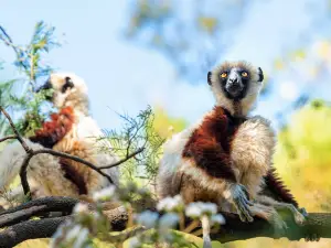 Lemurs Park