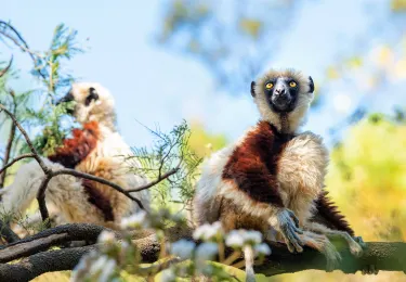Lemurs Park