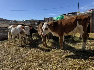 Golden Sunshine Ranch