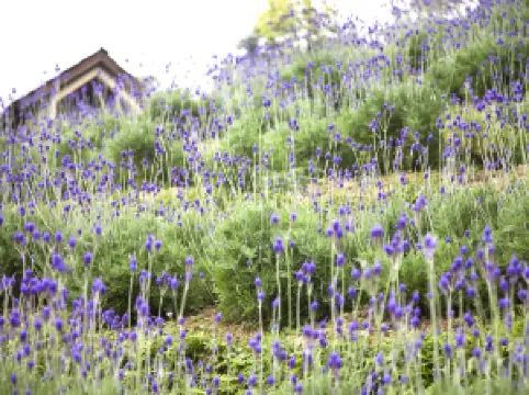 Lavender Forest