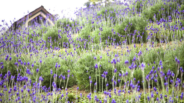 Lavender Forest