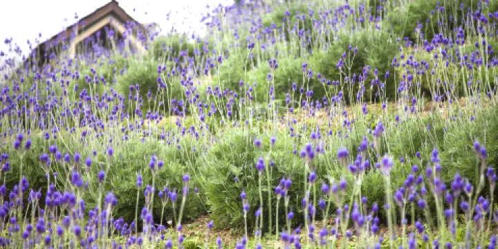 薰衣草森林(臺中新社)