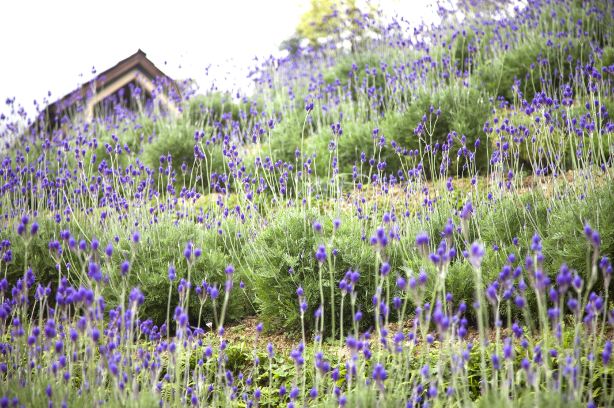 Lavender Forest