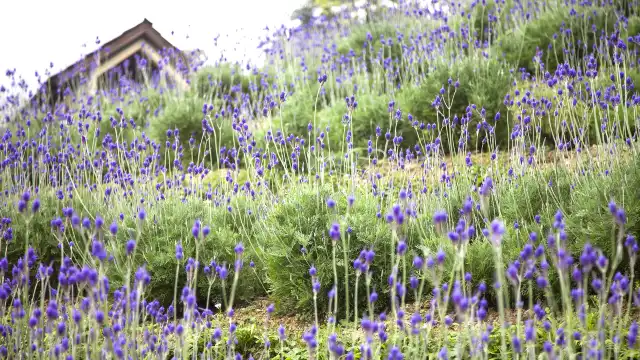 薰衣草森林(臺中新社)