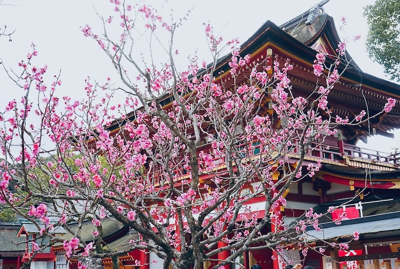 เทศกาลดอกบ๊วยไทไซฟุเท็นมังกุ | ศาลเจ้าดาไซฟุ เทนมันกุ