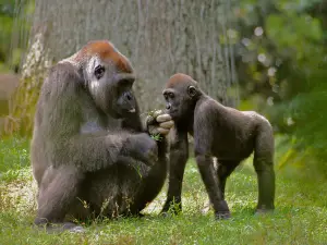 Zoo Atlanta