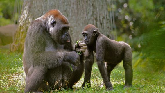 Zoo Atlanta